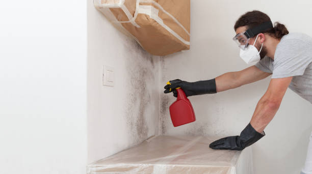 Basement Mold Remediation treatment on basement walls in Willow Springs